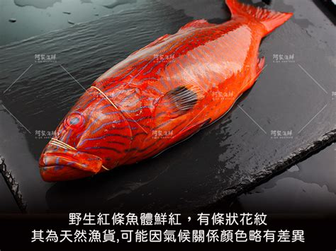 虎條魚